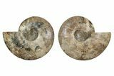 Large, Cut & Polished Ammonite Fossil - Deep Crystal Pockets #342134-1